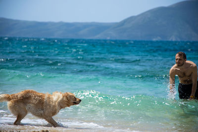 Full length of a dog on beach