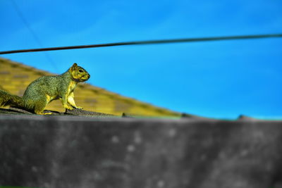 Low angle view of lizard on wall