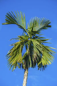 Low angle view of coconut palm tree against blue sky