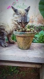 domestic cat