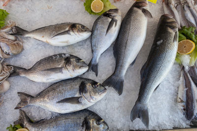 High angle view of fish for sale in market