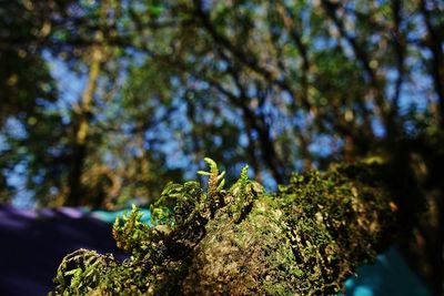 Close-up of lizard on tree
