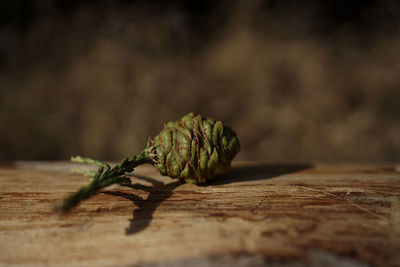 Close-up of dead plant on table