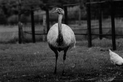 Ostrich standing in a field