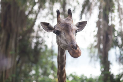 Close-up of a giraffe against blurred background