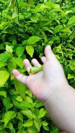 Cropped image of hand against plants