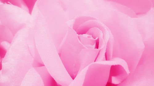 Close-up of pink rose