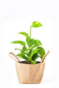 Close-up of potted plant against white background