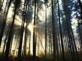 Sunlight streaming through trees in forest