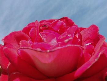 Close-up of red rose against sky