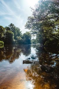 Trees by lake in forest against sky