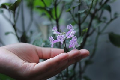 Close-up of hand holding purple flowering plant