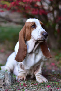 Dog looking away on field