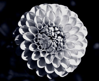 Close-up of flowers over black background