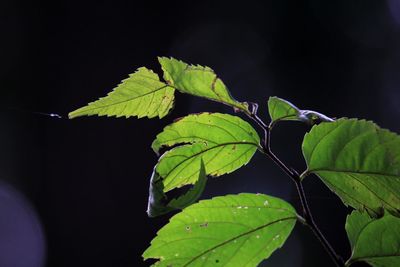 Close-up of green leaves