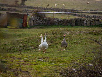 View of birds on field