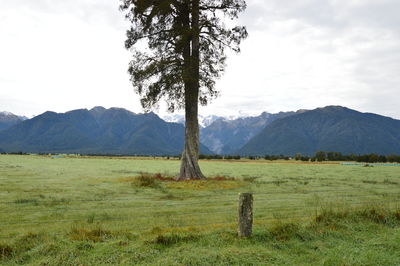 Scenic view of agricultural field against sky