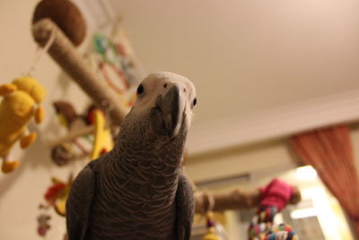 Close-up of a bird at home