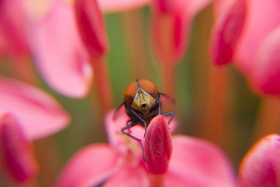 Close-up of insect on pink flower