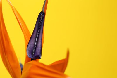 Close-up of yellow flower against orange background