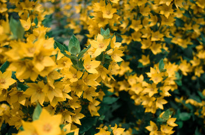 Close-up of yellow flowering plant in field