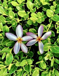 Close-up of purple flowering plant leaves