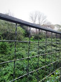 View of green plants against sky