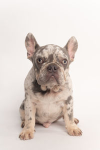 Studio photo of a small mottled adult french bulldog on white background