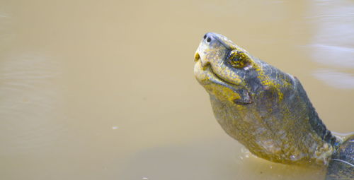 Close-up of fish swimming in lake