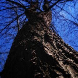 Low angle view of bare tree against blue sky