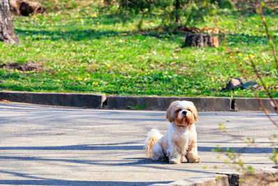 Shitsu dog is sitting in a city park on the sidewalk on a sunny spring day.