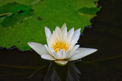 Close-up of white water lily blooming outdoors