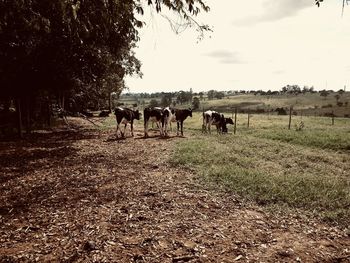 Horses in a field