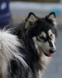 Close-up of dog looking away