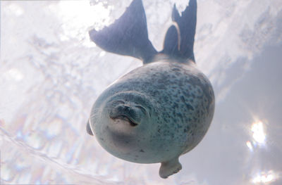 Low angle view of seal swimming in water