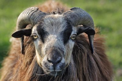 Close-up of horned sheep looking at camera