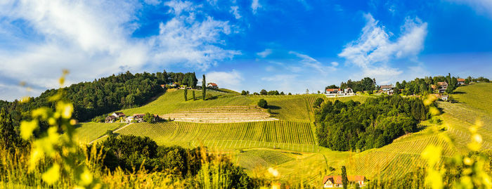 Panoramic view of trees on field against sky