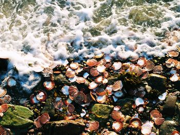High angle view of clams on shore