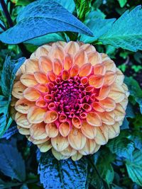 Close-up of flower blooming outdoors