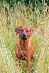 Portrait of dog on field