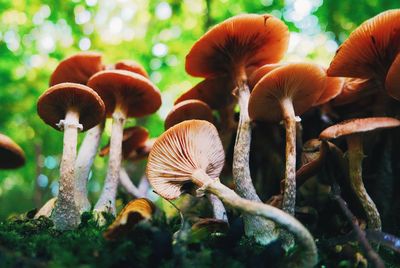 Close up of plant growing on tree trunk