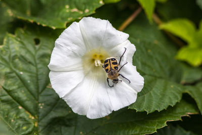 Close-up of bee on white flower