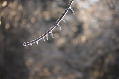 Close-up of frozen water drops on branch