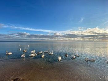 Flock of seagulls on beach