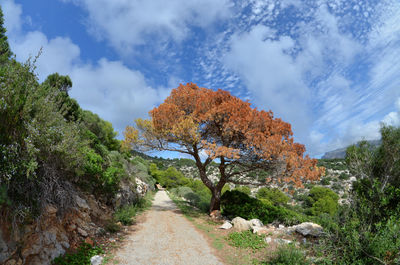 Road amidst trees against sky