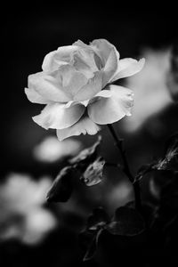 Close-up of rose plant