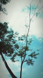 Low angle view of silhouette tree against sky