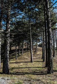 Trees in forest