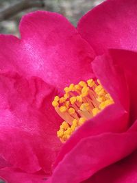 Macro shot of pink flowering plant