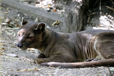 Side view of lion relaxing on land